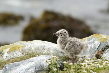 Seagull chick standing on the rocks, exploring the world. European herring gull, Larus argentatus  chicks