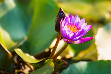 Fototapeta premium Purple lotus flower or water lily. The background is lotus leaf in a pond Beautiful sunlight and sunshine in the morning. Soft selected focus