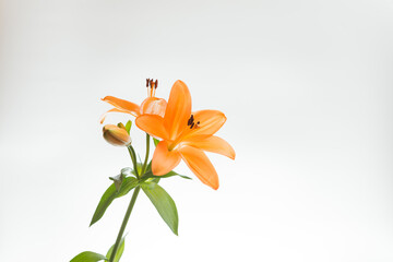 Obraz premium 満開のユリ