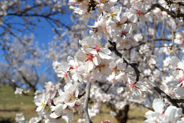 blooming almond tree