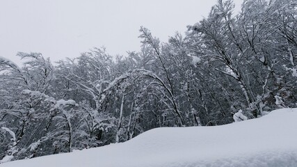 deserted snowy road in the middle of the forest after a heavy snowfall with snow on the road surface and trees