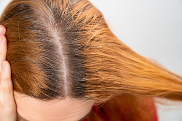 grown after staining the gray roots of hair on the head of a woman. beauty salon and hairdresser.