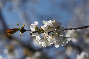 Close up white cherry blossom tree in the spring