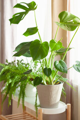 green houseplants fittonia, nephrolepis and monstera in white flowerpots on window