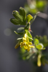 Flowering bush of black currant with yellow flowers