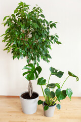 houseplants monstera and ficus benjamina in flowerpots