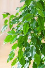 ficus benjamina large green houseplant