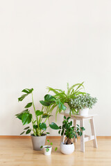 houseplants fittonia, monstera, nephrolepis and ficus microcarpa ginseng in white flowerpots