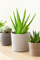green houseplants cactus succulent aloe vera, gasteria duval, pilea depressa, parodia warasii