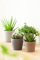 green houseplants cactus succulent aloe vera, gasteria duval, pilea depressa, parodia warasii