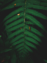 Close up of fern leaves nature background. Nature background of fern leaves. Fern leaves nature background. Nature. Close up background nature of fern tree leaves. Nature background. Fern plants.Tropi