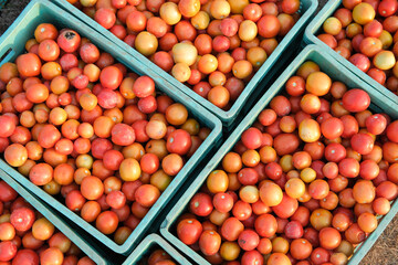 Gardener's red and orange tomatoes were harvested and placed in a fruit basket. Healthy vegetables and fruits help skin care. Top veiw