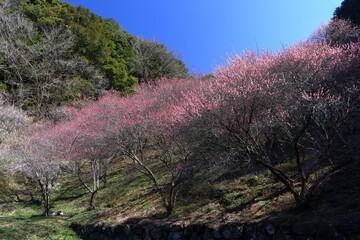 才谷龍馬公園　紅梅　早春　（高知県　南国市）