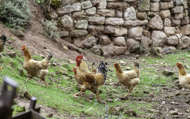 Hens in freedom