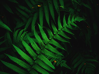 Close up of fern leaves nature background. Nature background of fern leaves. Fern leaves nature background. Nature. Close up background nature of fern tree leaves. Nature background. Fern plants.Tropi