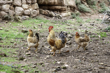 Hens in freedom