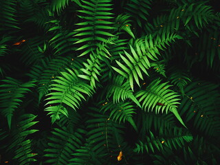 Close up of fern leaves nature background. Nature background of fern leaves. Fern leaves nature background. Nature. Close up background nature of fern tree leaves. Nature background. Fern plants.Tropi