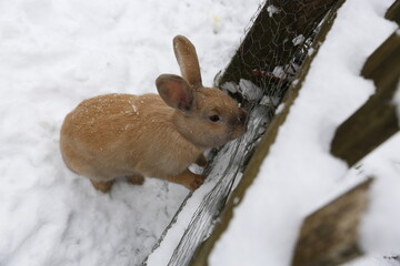 Kleiner Hase am Zaun bei Schnee - Ausbruch