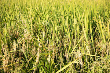 Fototapeta premium Katni / India 25 October 2017 Green rice field at Katni Madhya Pradesh India