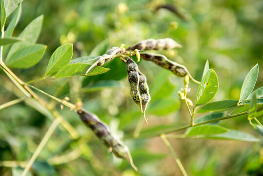 Katni / India 25 October 2017 Closeup of Tuvar Daal (Pigeon pea) plant in the field at Katni Madhya Pradesh India