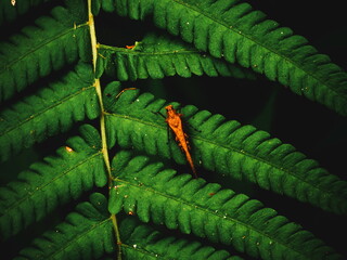 Close up of fern leaves nature background. Nature background of fern leaves. Fern leaves nature background. Nature. Close up background nature of fern tree leaves. Nature background. Fern plants.Tropi
