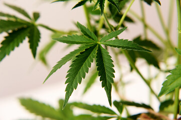 Marijuana plant on pink background. Cannabis shrub, young bush. Fresh leaves closeup, macro view.