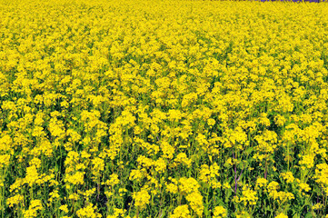 Obraz premium 菜の花