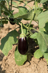 Katni / India 25 October 2017 Brinjal or Eggplant fruit plant  in the field at Katni Madhya Pradesh India
