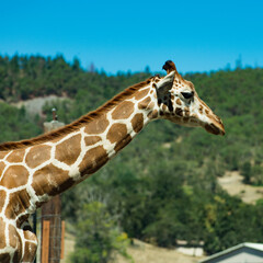 giraffe in zoo