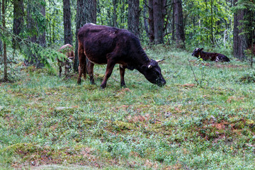 Cows in forest, cows feeding in nature park