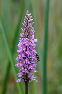 Dactylorhiza baltica in natural environment with fly on flower, wild orchids
