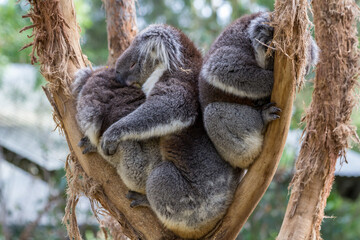 Koalas spend most of the day sleeping. Often you'll find them sleeping in a tree alone. But sometimes they like to cuddle up.