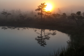 Fototapeta premium Sun is rising over foggy swamp and trees are reflecting in water