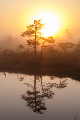 Sun is rising over foggy swamp