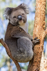Who hasn't heard of them: koala's! One of the most famous inhabitants of Australia.