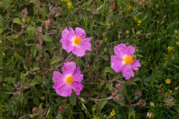 Close up of Cistus creticus growing wild