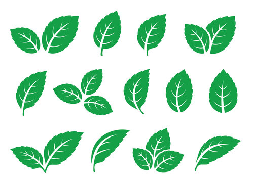 set of green leaves mint tea icons