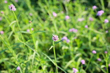 A lot of purple flowers bloom in a green meadow.