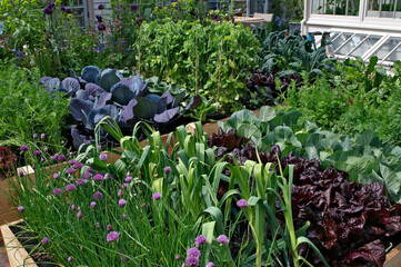 An urban vegetable garden with a wide variety of produce