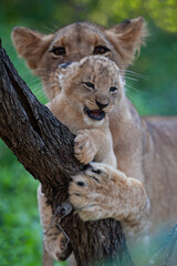 Lion cubs playing with each other seen on a safari in South Africa