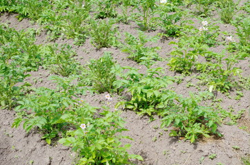 Blooming potatoes on a bed in a vegetable garden