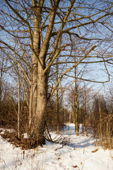 Fototapeta na wymiar zimowe drzewa