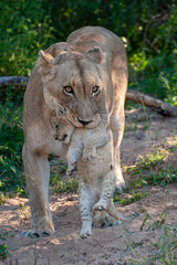 A female lion carrying a cub on a safari in South Africa