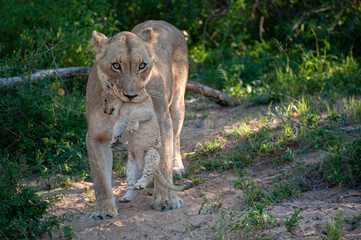A female lion carrying a cub on a safari in South Africa