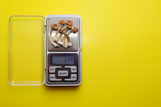 Psychedelic microdosing. Dry psilocybin mushrooms and calculator on bright  blue background. Micro-dosing concept. foto de Stock | Adobe Stock