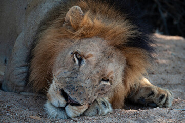 Obraz premium A Male Lion seen on a safari in South Africa