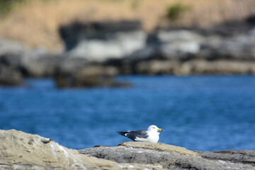 海辺のウミネコ