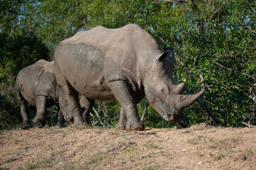 White Rhino and calf leaving a mud pool on a safari in South Africa
