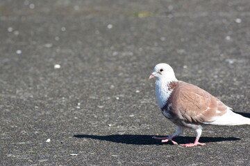 公園の白いハト