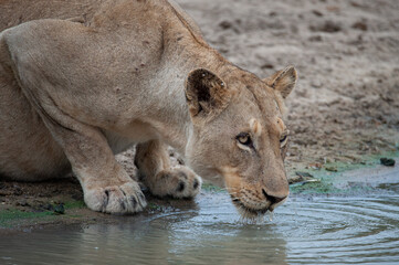 Fototapeta premium A female Lion seen having a drink of water on a safari in South Africa